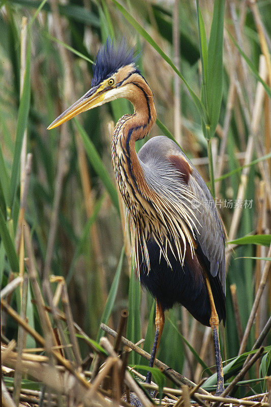 紫鹭(Ardea purpurea)